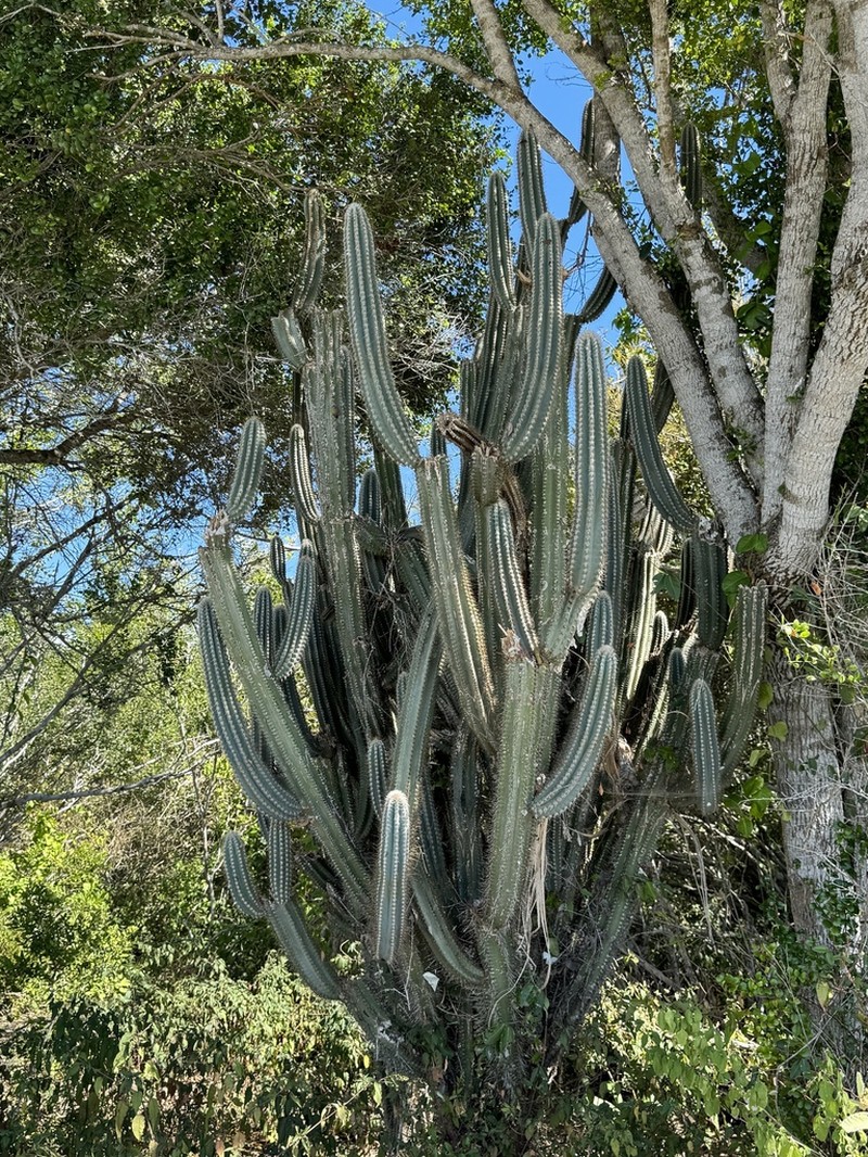 Pilosocereus excelsus photo 2