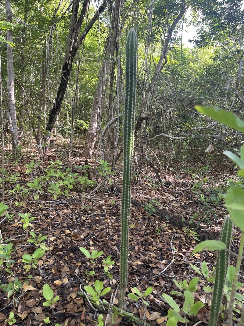 Pilosocereus excelsus photo 3