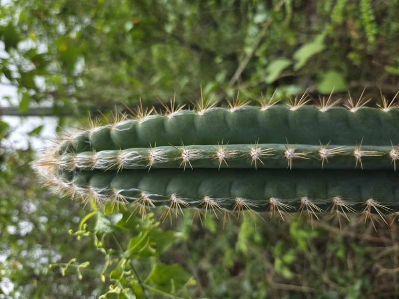 Pilosocereus excelsus photo 4