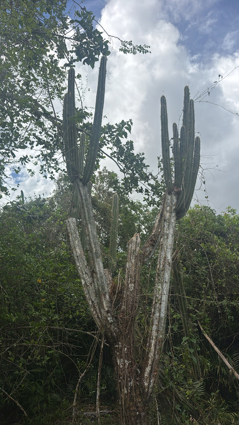 Pilosocereus excelsus photo 5
