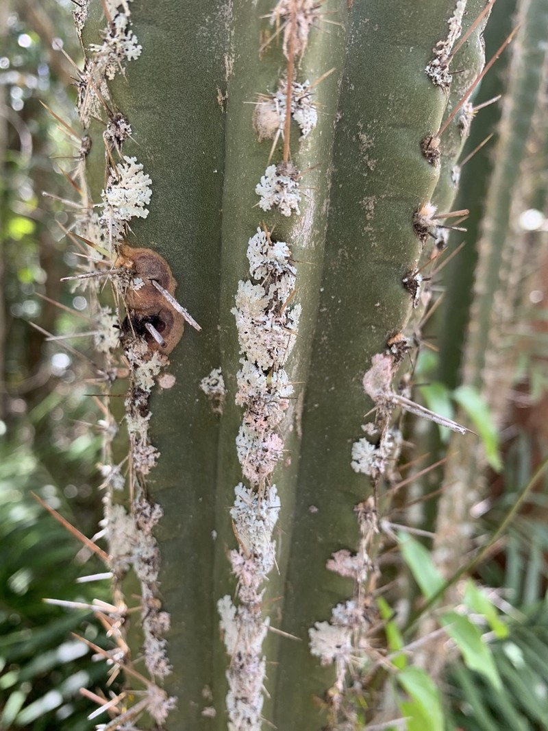 Pilosocereus excelsus photo 6