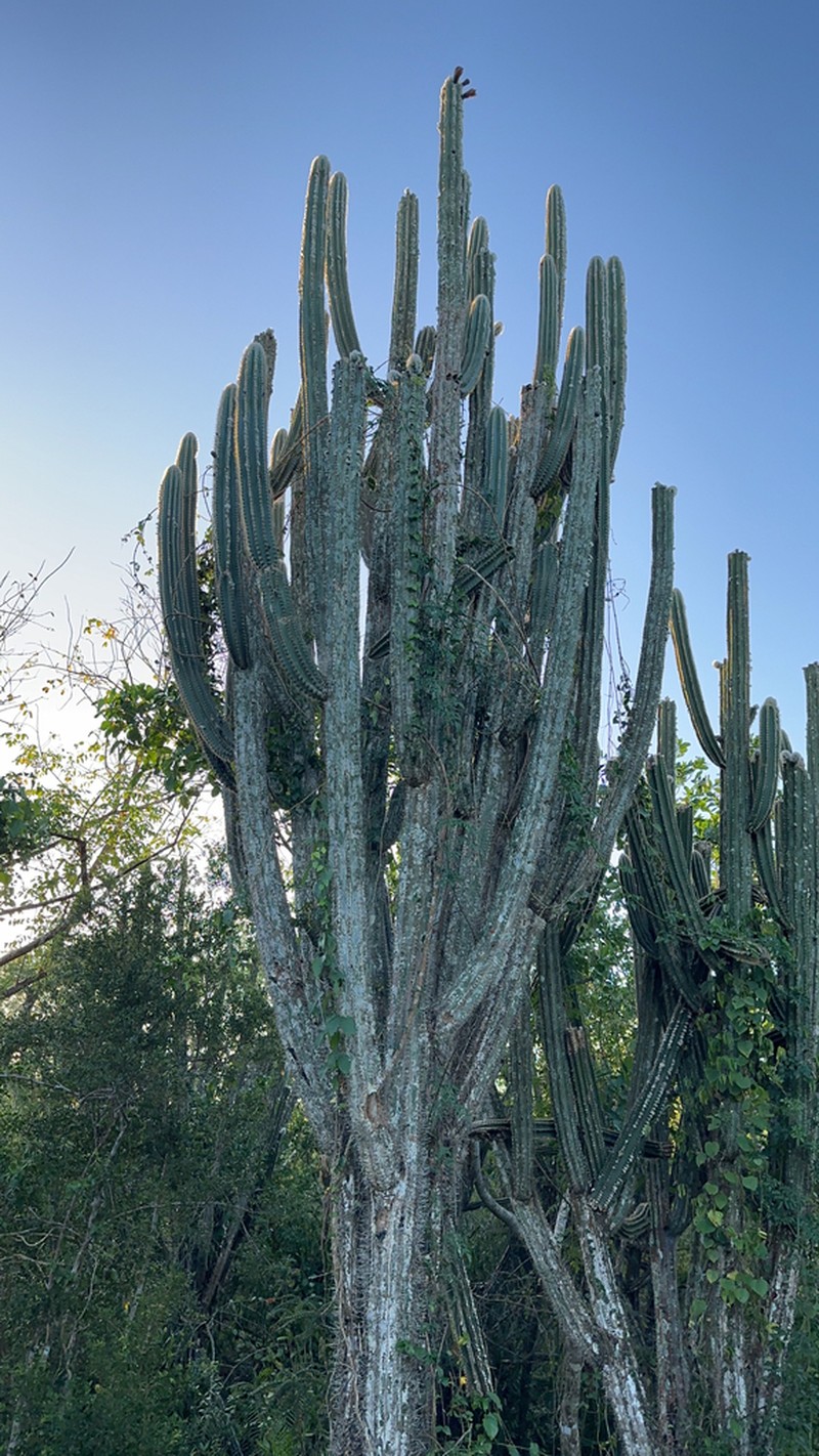 Pilosocereus excelsus photo 7