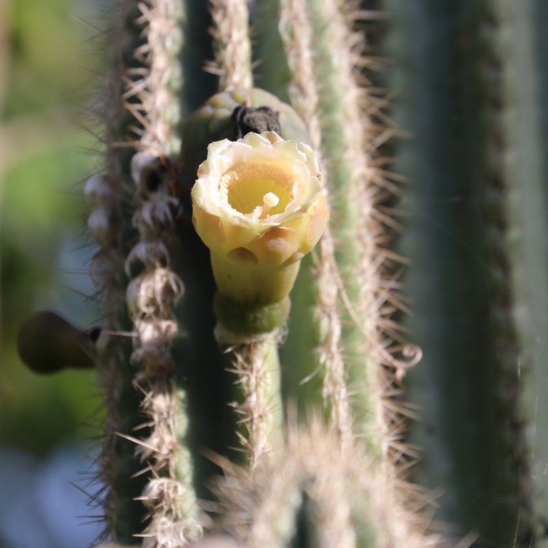 Pilosocereus excelsus photo 8