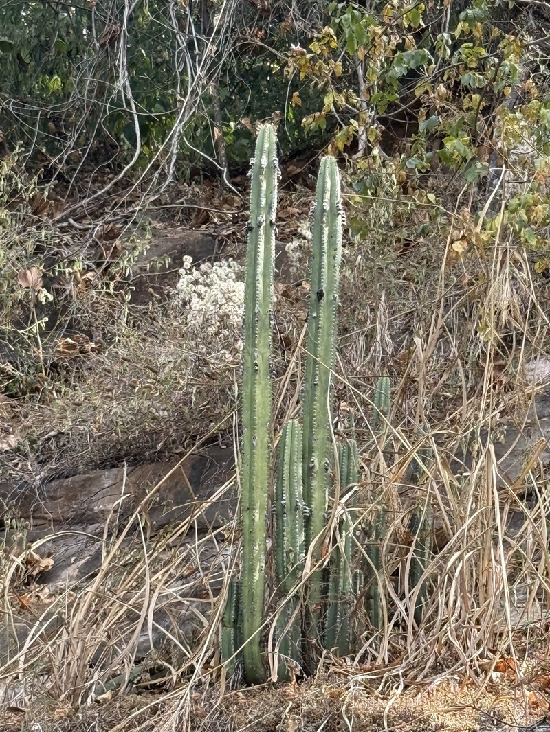 Pilosocereus floccosus subsp. floccosus