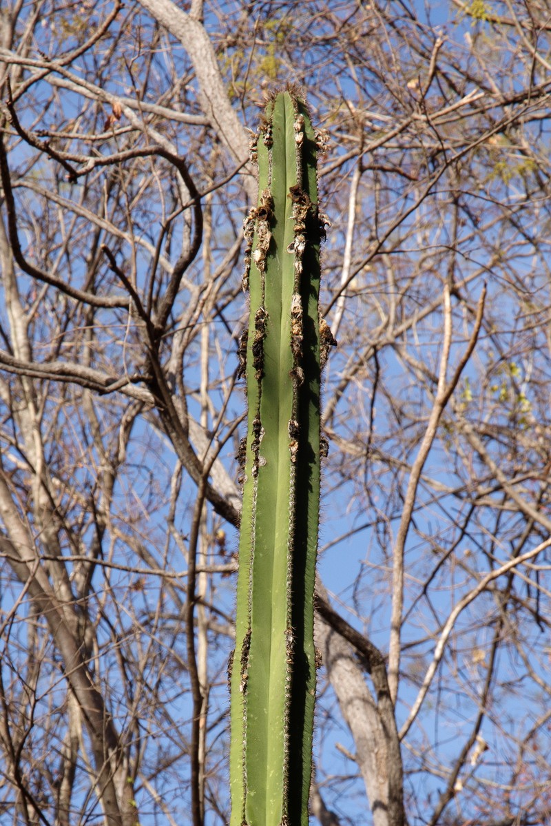 Pilosocereus floccosus subsp. floccosus photo 2