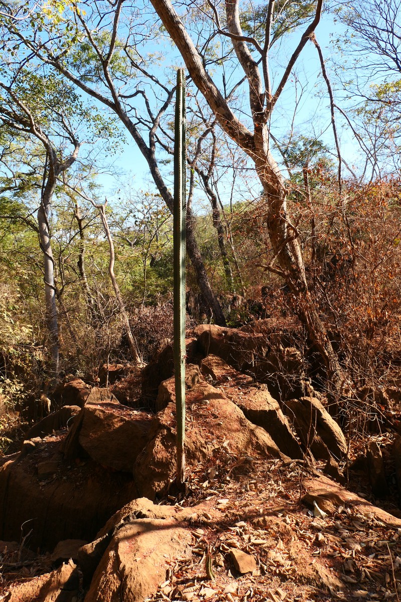 Pilosocereus floccosus subsp. floccosus photo 3