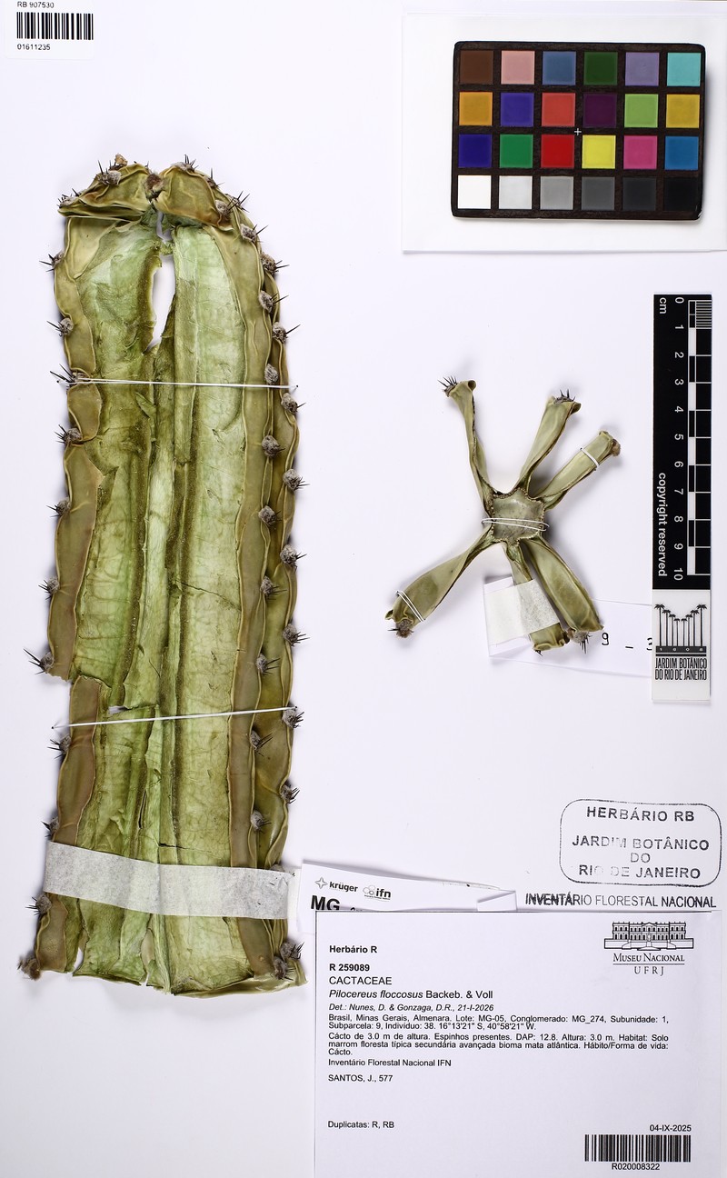 Pilosocereus floccosus subsp. floccosus photo 4