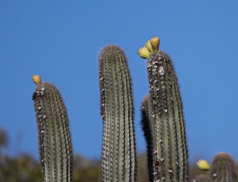 Pilosocereus jamaicensis