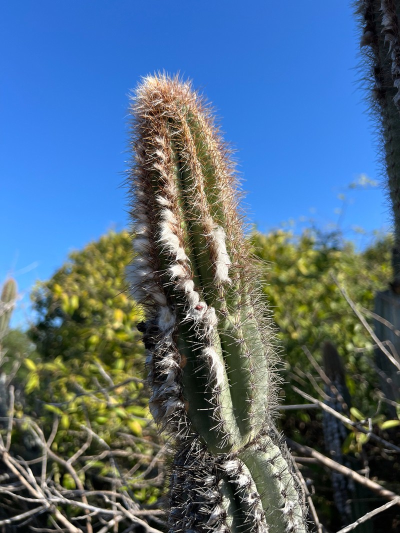 Pilosocereus jamaicensis photo 2
