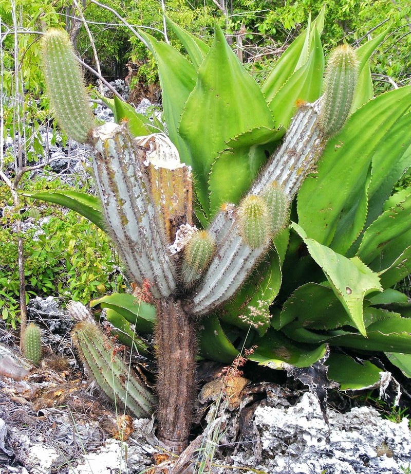 Pilosocereus jamaicensis photo 3