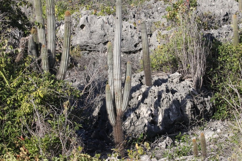 Pilosocereus jamaicensis photo 4