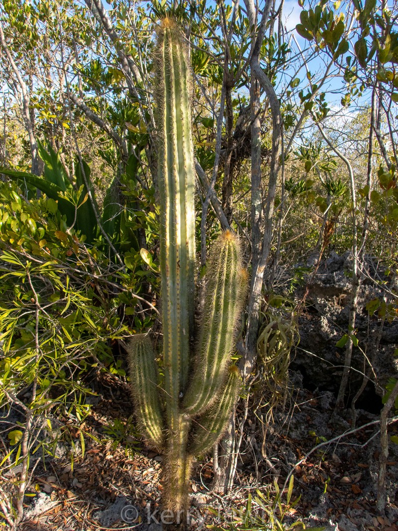 Pilosocereus jamaicensis photo 5
