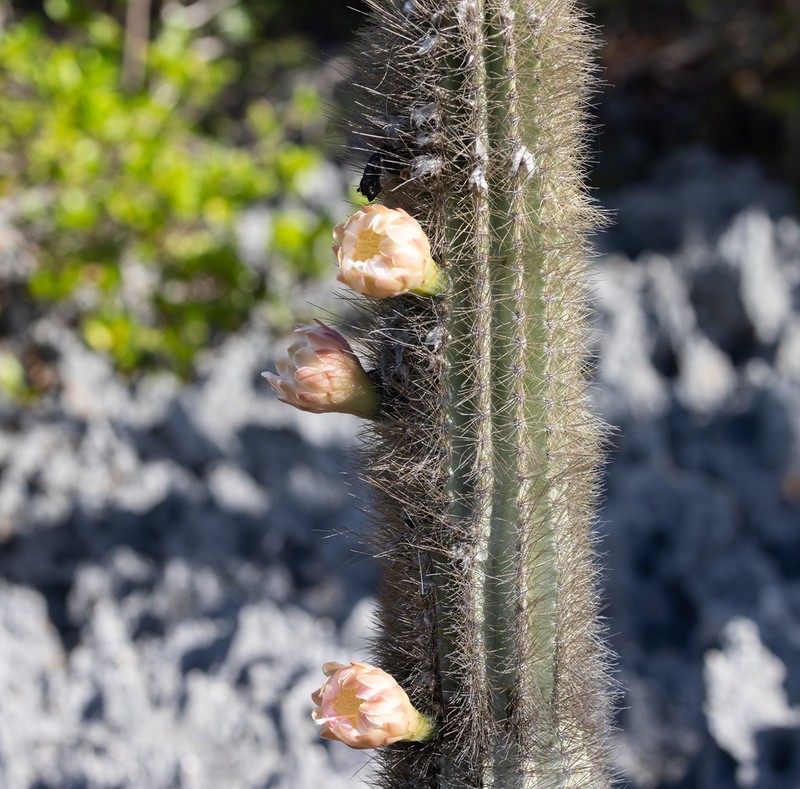 Pilosocereus jamaicensis photo 6