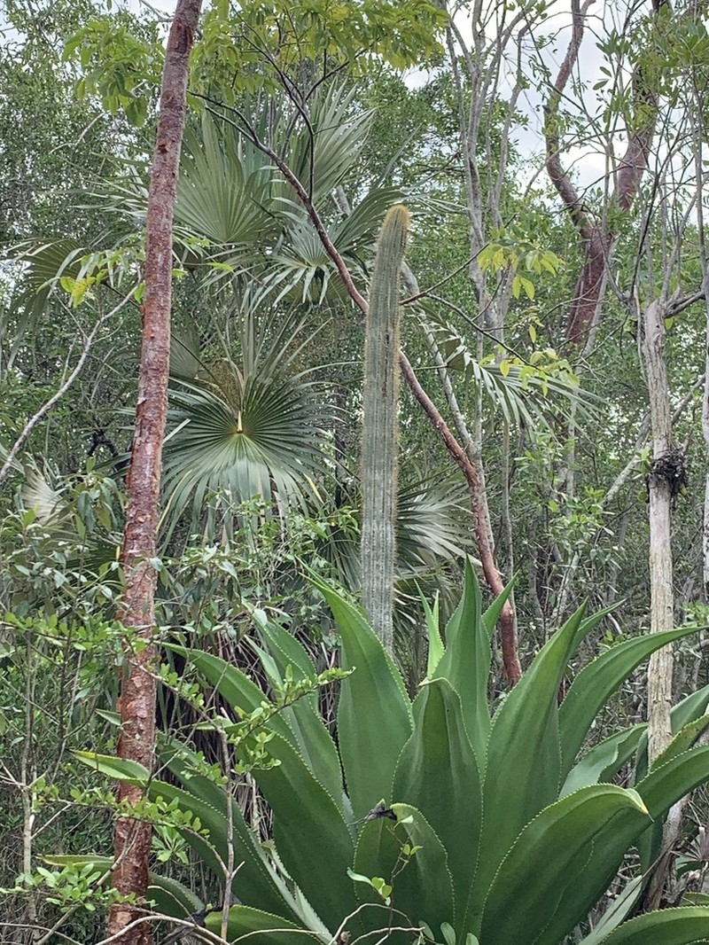 Pilosocereus jamaicensis photo 7