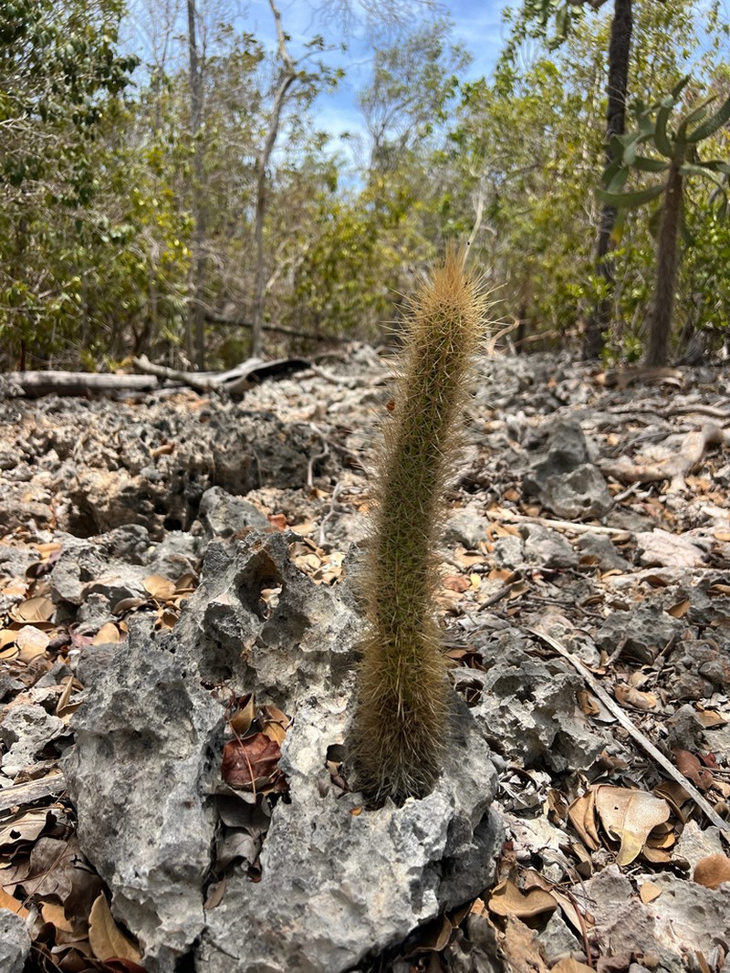 Pilosocereus jamaicensis photo 8