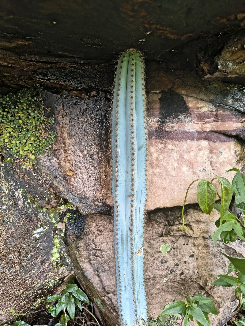 Pilosocereus pachycladus subsp. pachycladus
