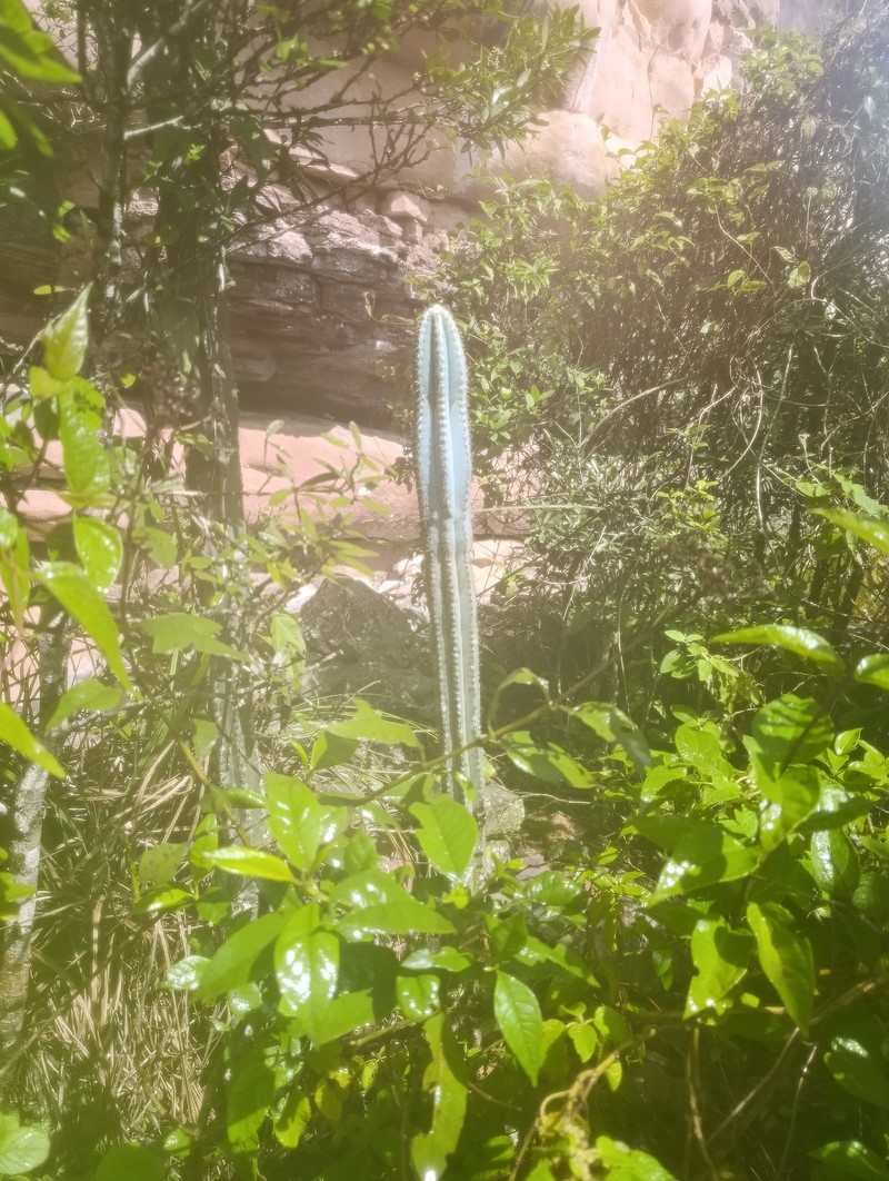 Pilosocereus pachycladus subsp. pachycladus photo 2