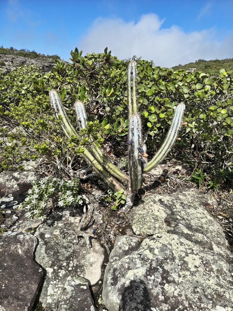 Pilosocereus pachycladus subsp. pachycladus photo 3