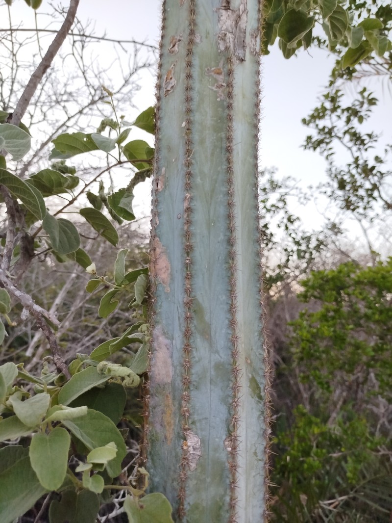 Pilosocereus pachycladus subsp. pachycladus photo 4
