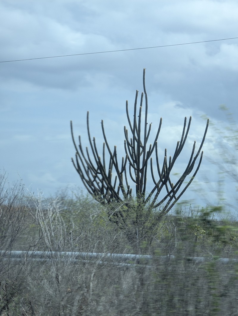 Pilosocereus pachycladus subsp. viridis