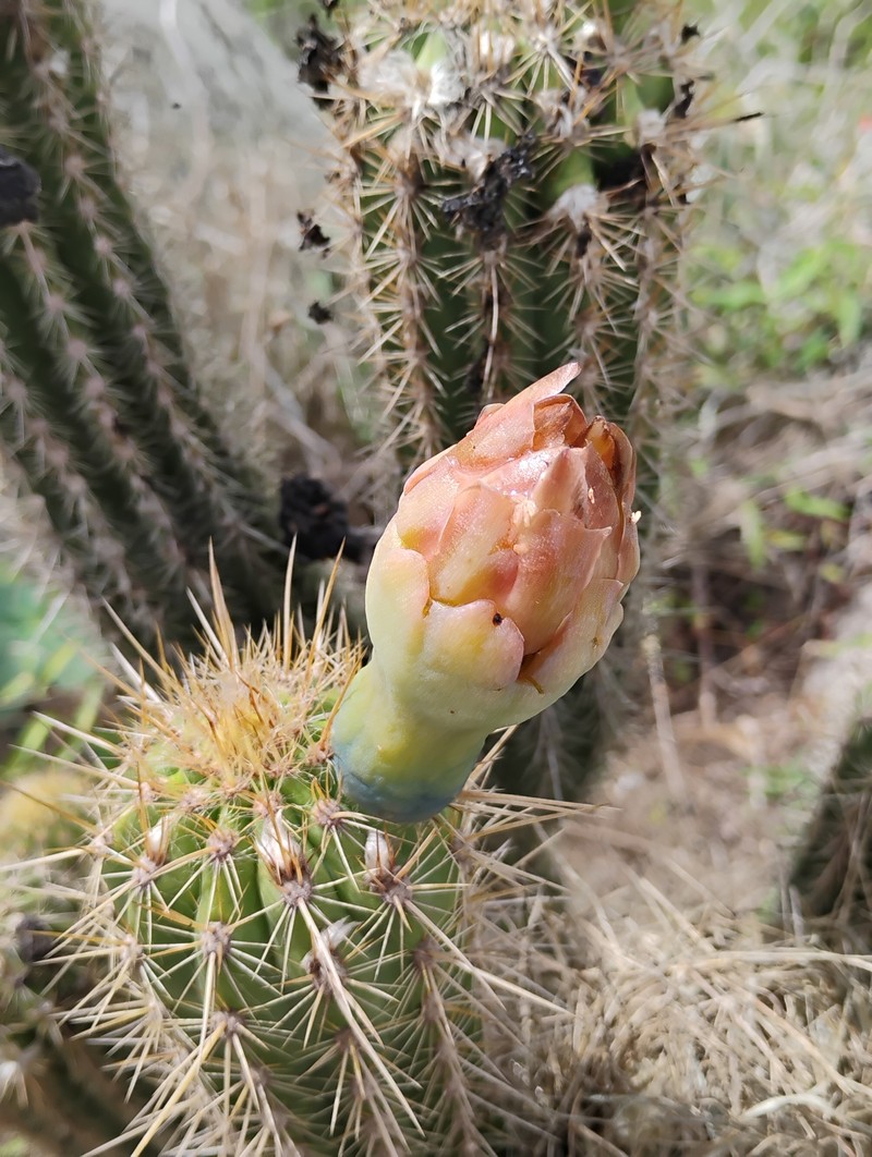 Pilosocereus pachycladus subsp. viridis photo 2