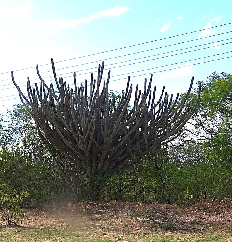 Pilosocereus pachycladus subsp. viridis photo 3