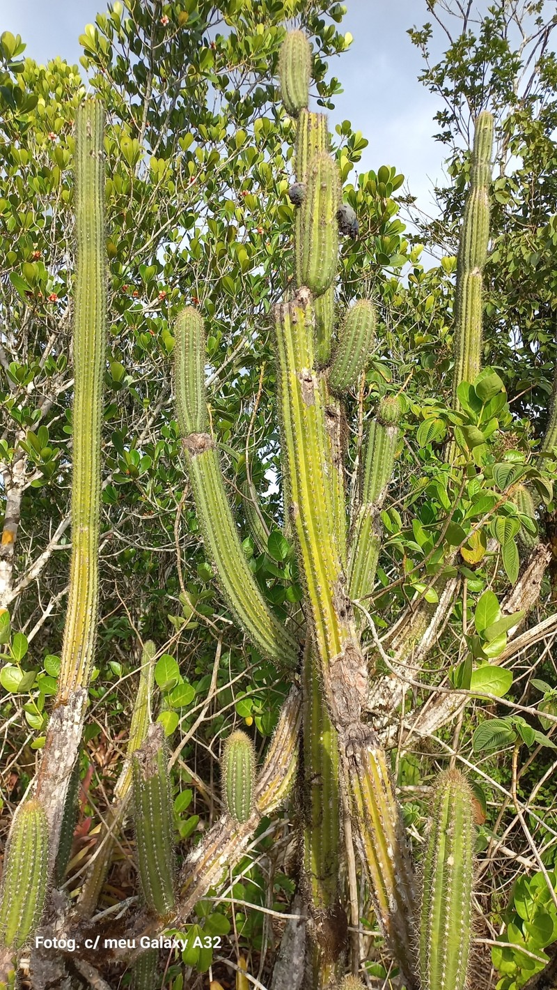 Pilosocereus pachycladus subsp. viridis photo 4