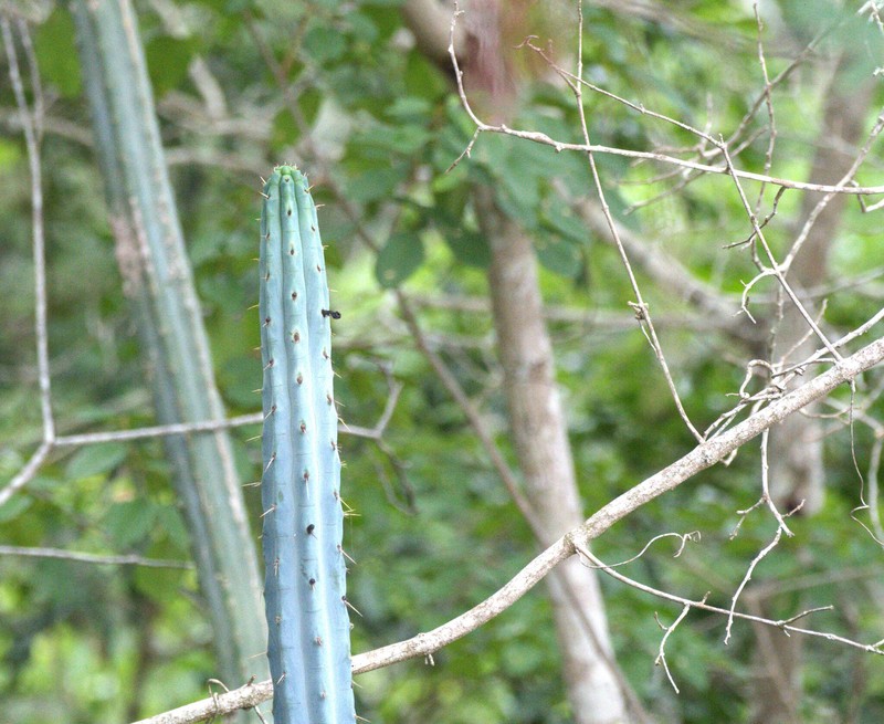 Pilosocereus pentaedrophorus subsp. pentaedrophorus