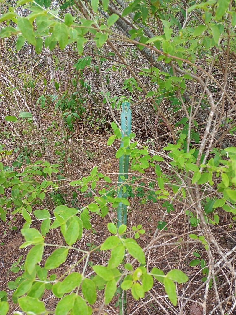 Pilosocereus pentaedrophorus subsp. pentaedrophorus photo 3