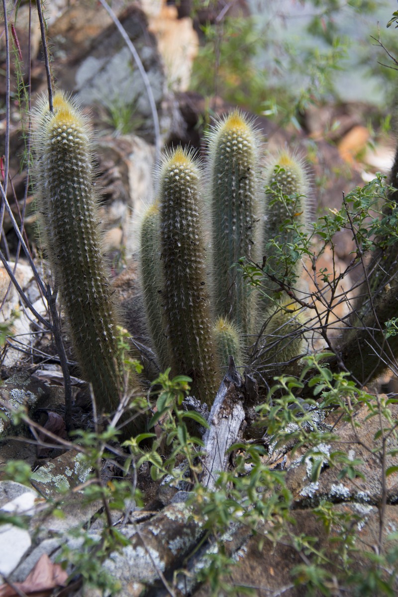 Deering's Tree Cactus photo 4