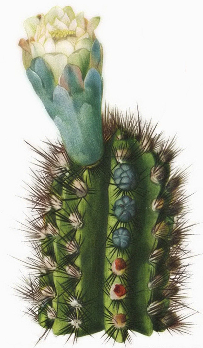 Deering's Tree Cactus photo 5