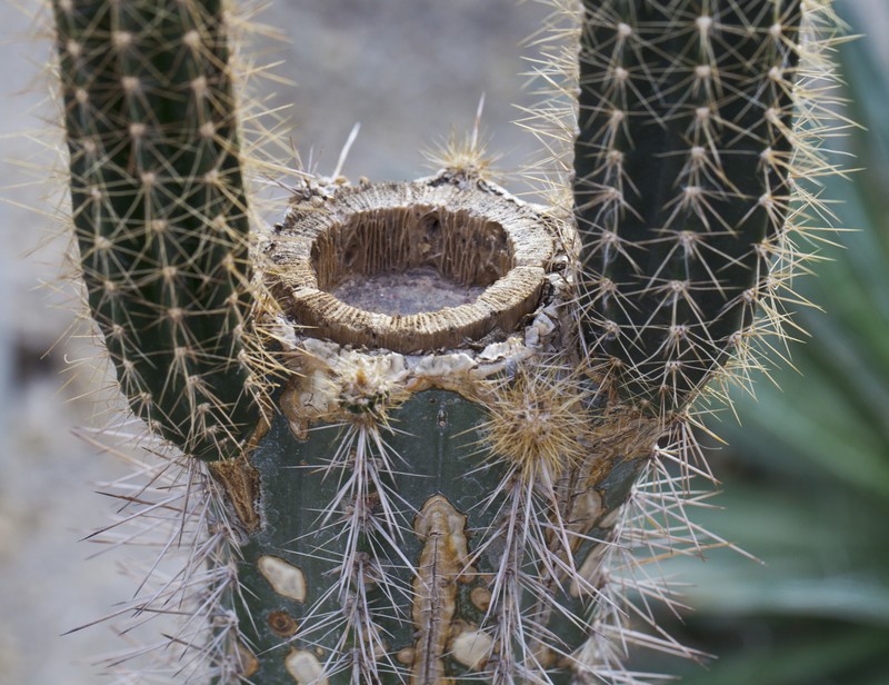 Deering's Tree Cactus photo 2