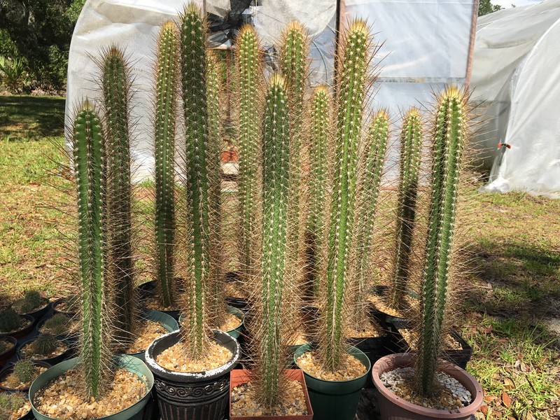 Deering's Tree Cactus photo 3