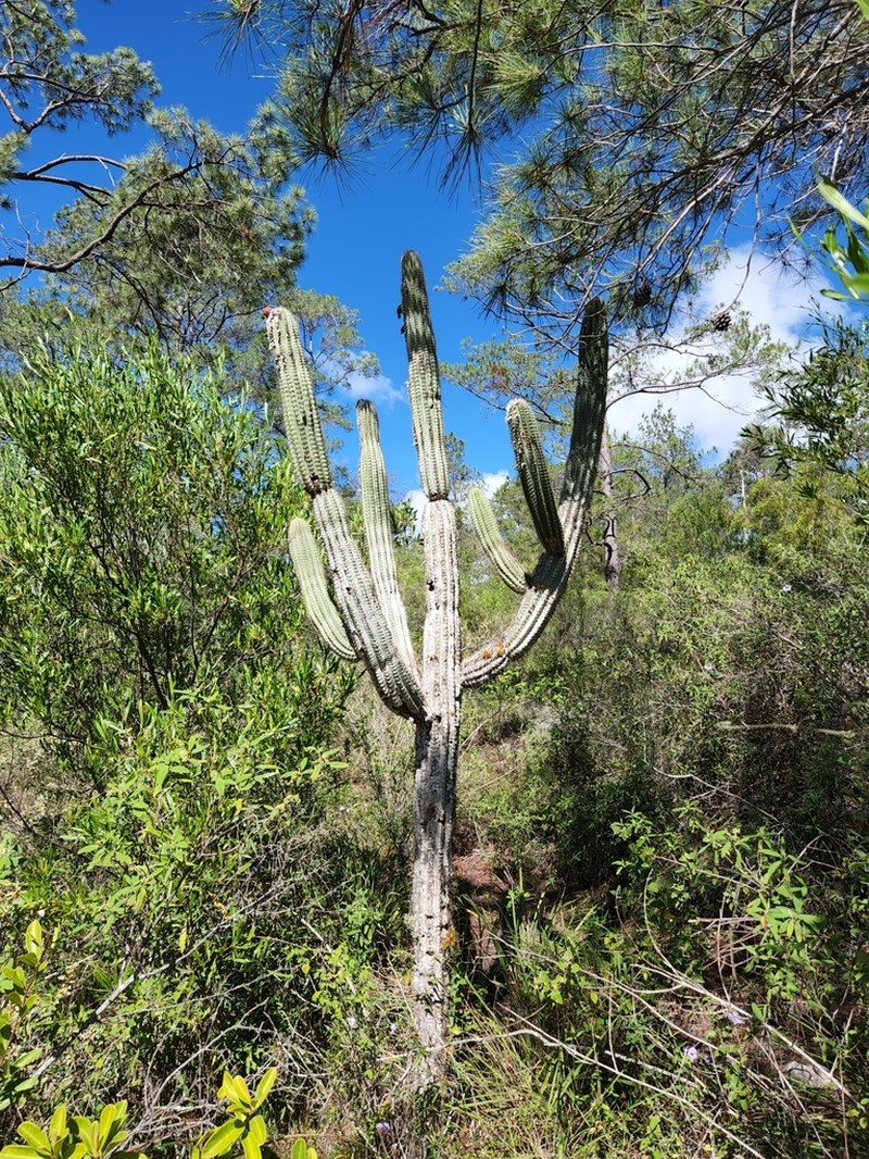 Deering's Tree Cactus photo 3