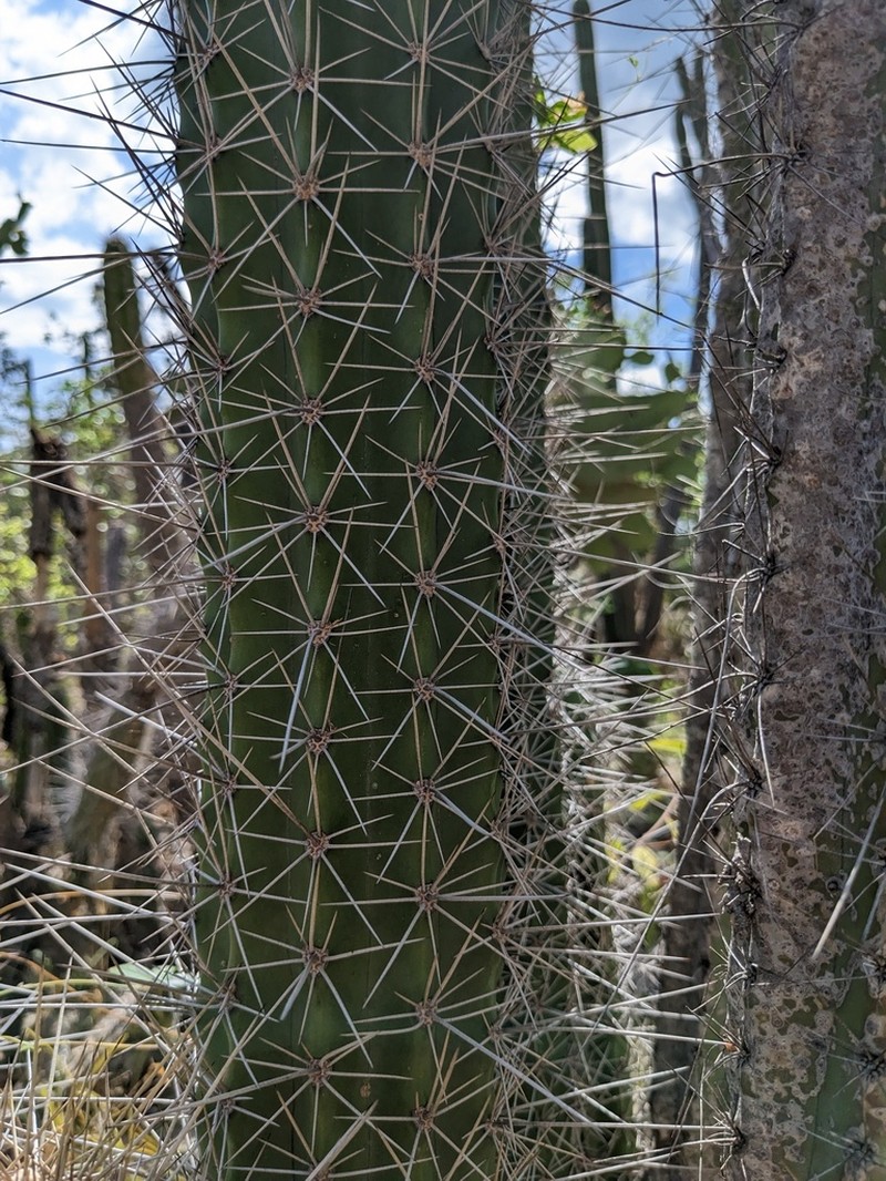 Deering's Tree Cactus photo 6