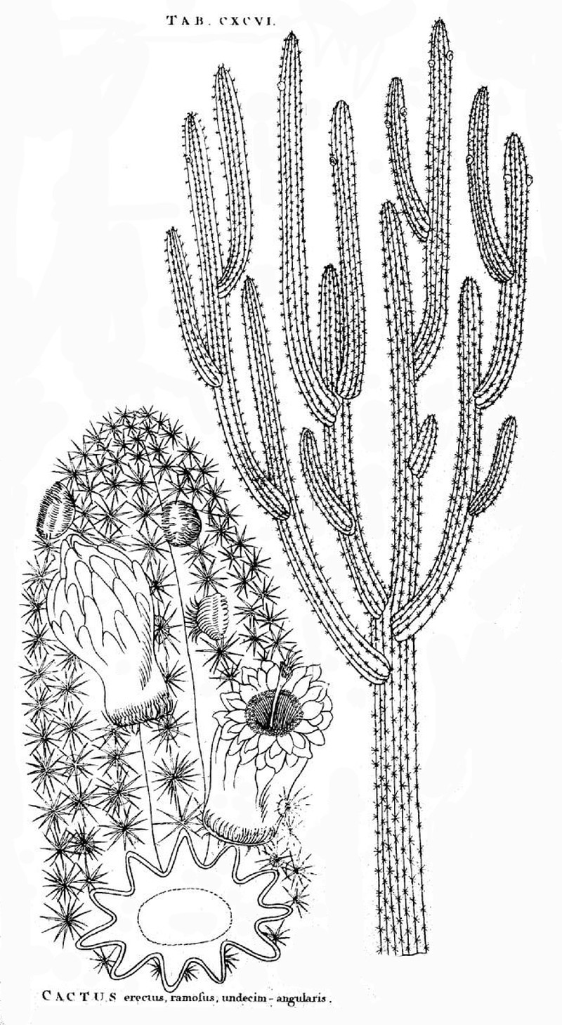 Royen's Tree Cactus