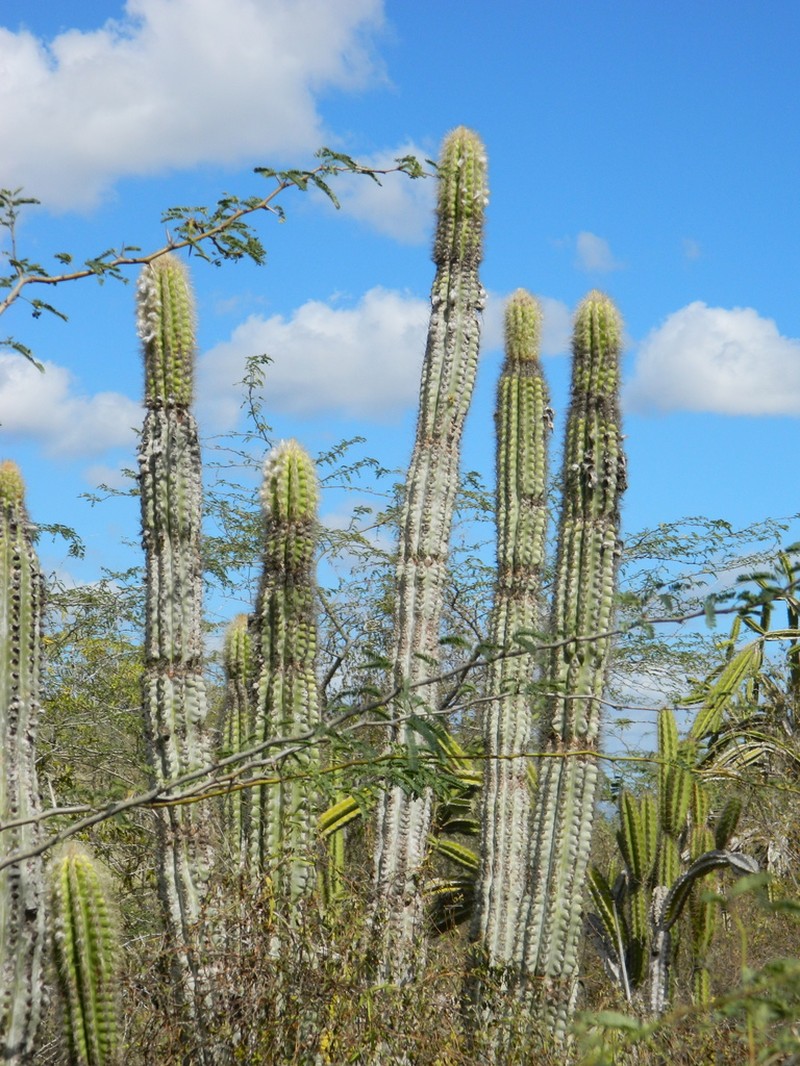 Royen's Tree Cactus photo 4