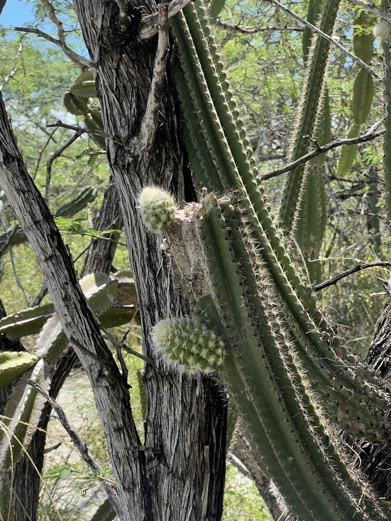 Royen's Tree Cactus photo 6