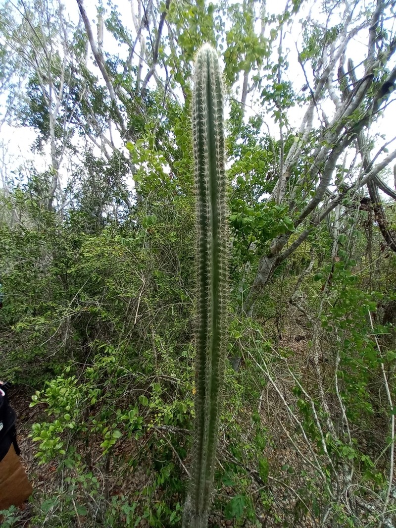 Royen's Tree Cactus photo 7