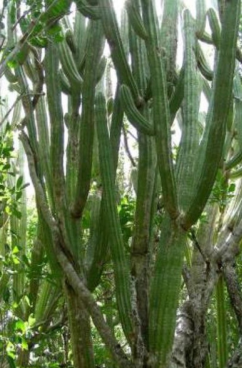 Pilosocereus robinii