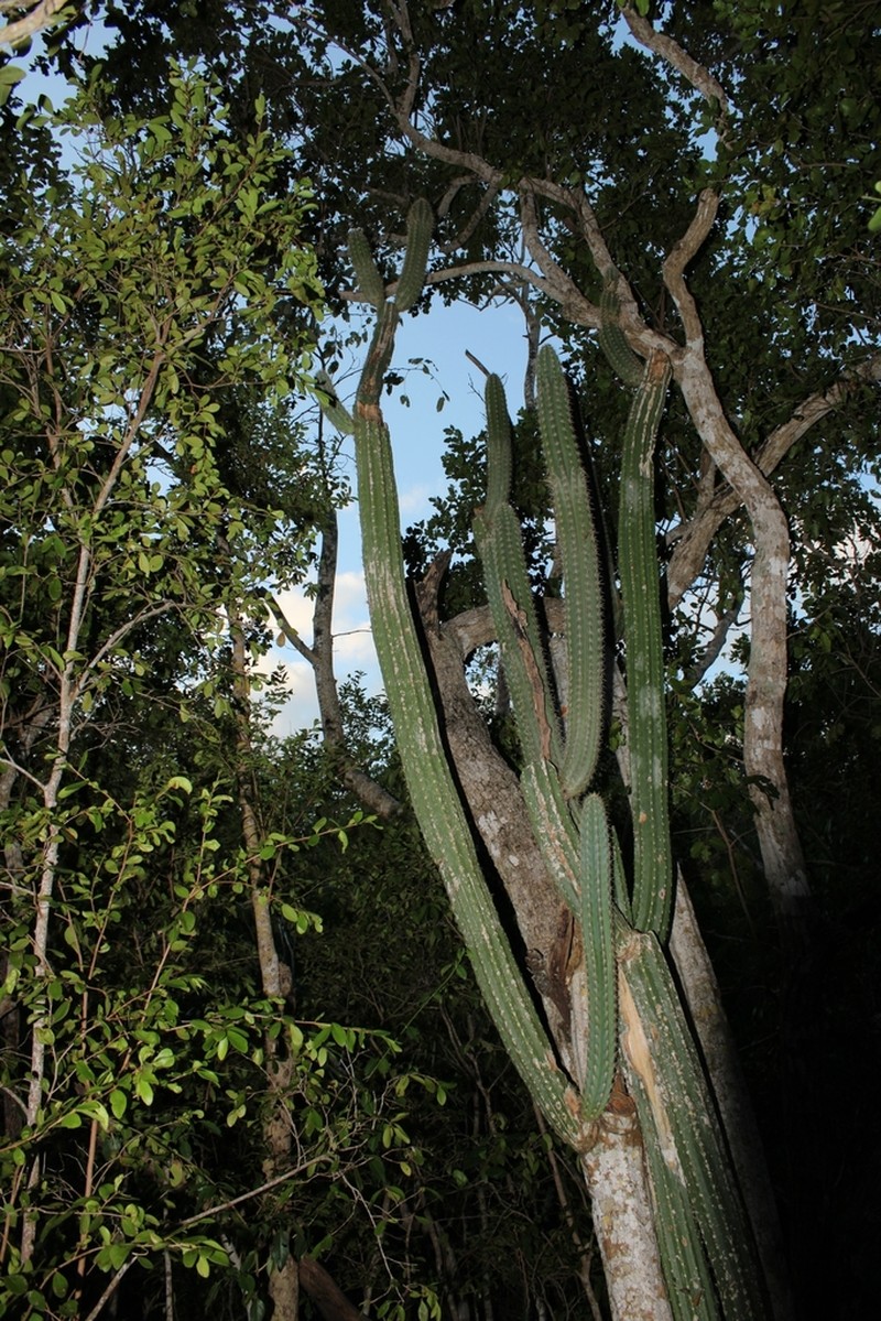 Pilosocereus robinii photo 2