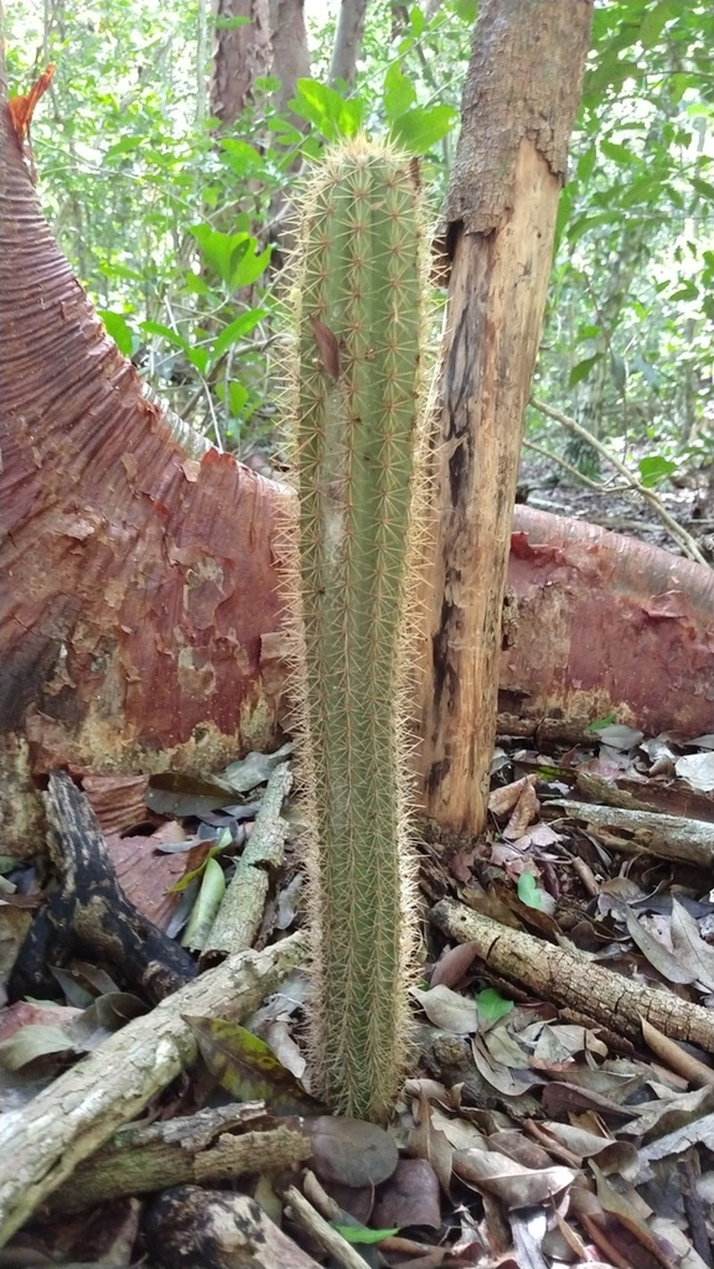 Pilosocereus robinii photo 3
