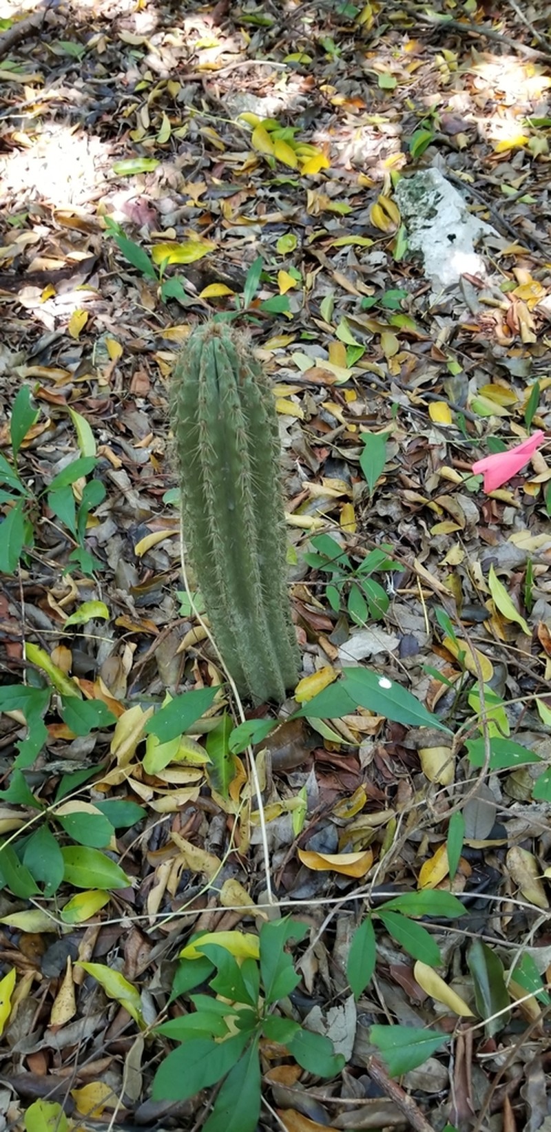 Pilosocereus robinii photo 4