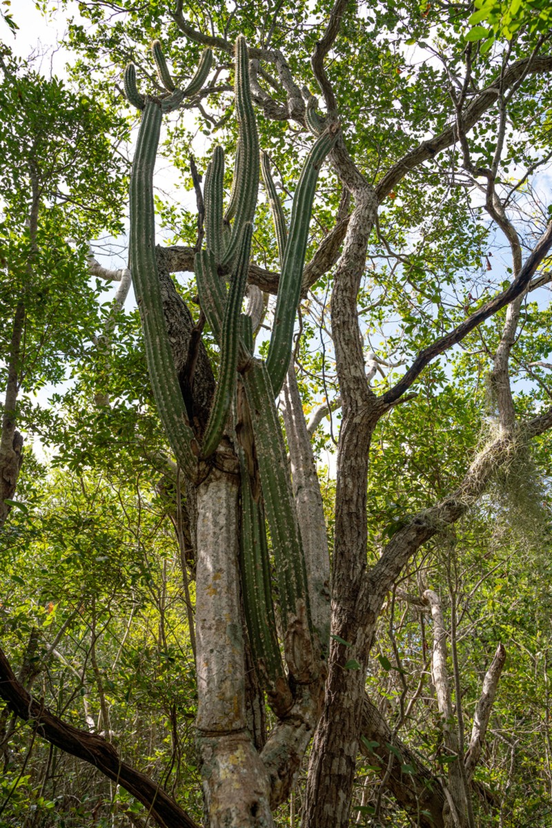 Pilosocereus robinii photo 5