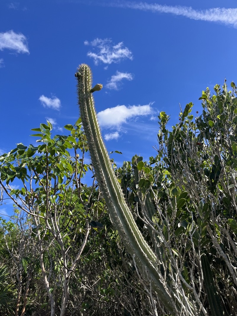Pilosocereus robinii photo 6