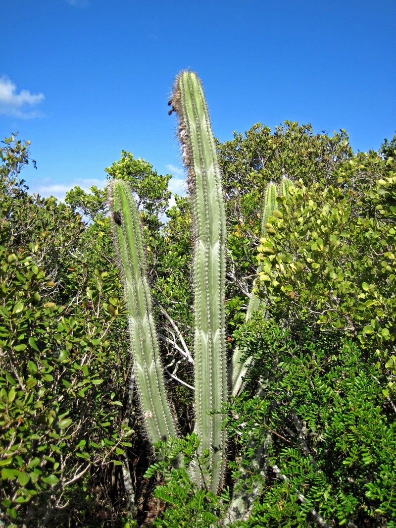 Royen's Tree Cactus