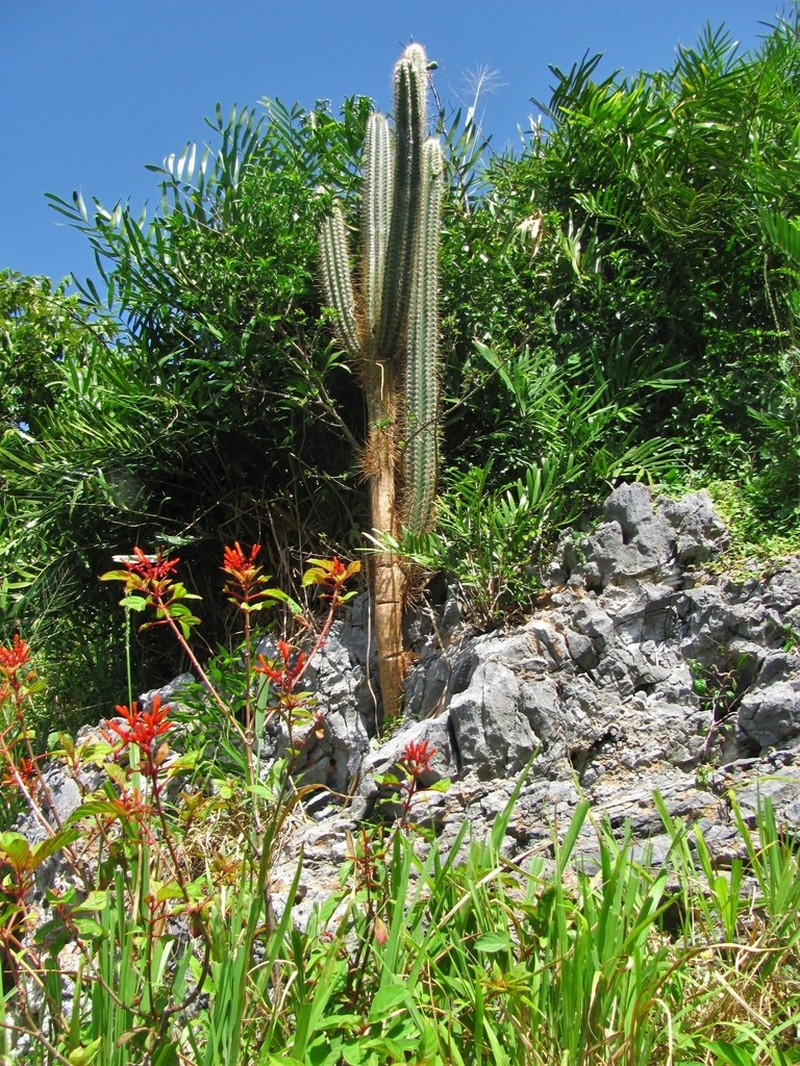 Pilosocereus samanensis