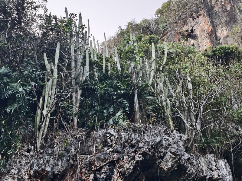 Pilosocereus samanensis photo 2