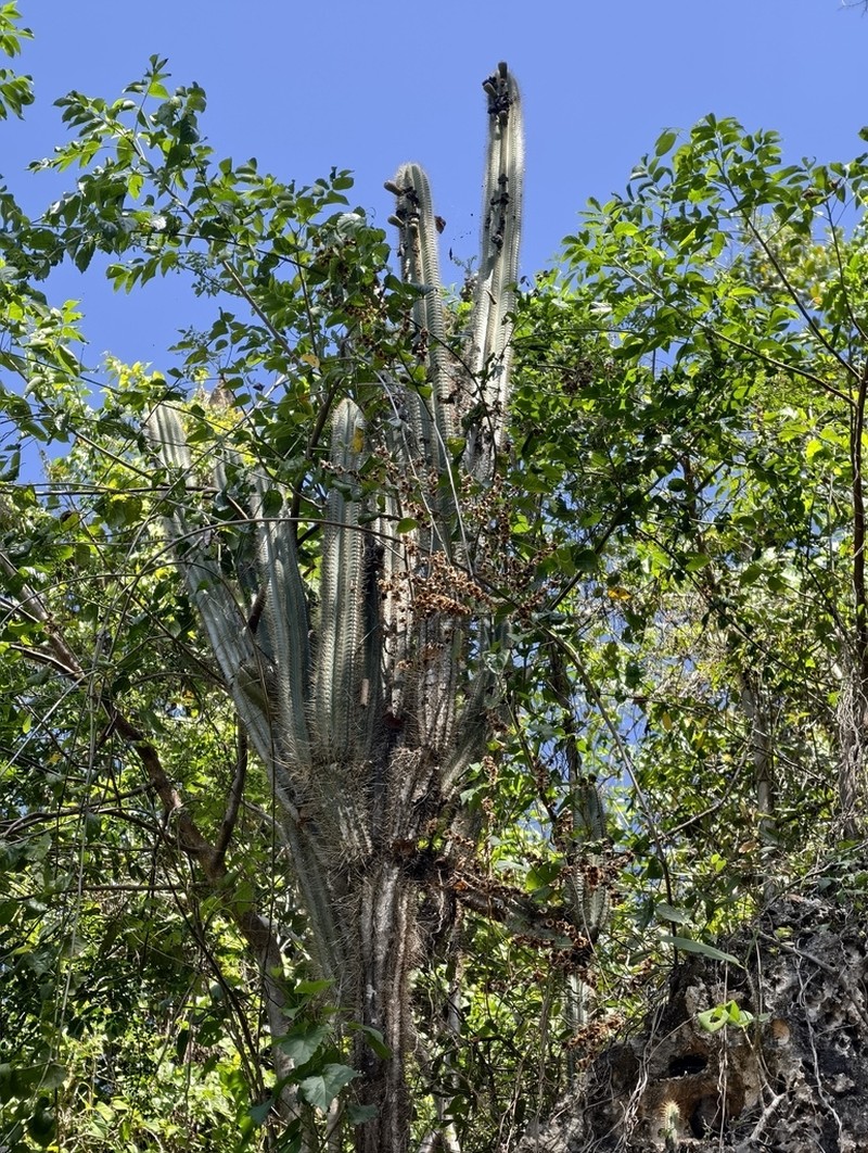 Pilosocereus samanensis photo 3