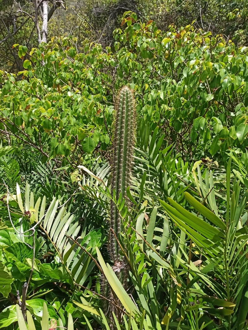 Pilosocereus samanensis photo 4
